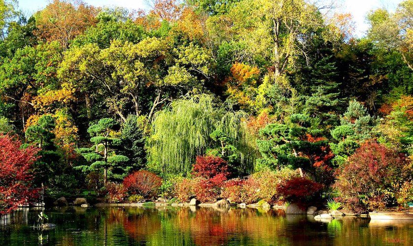 Anderson Japanese Garden