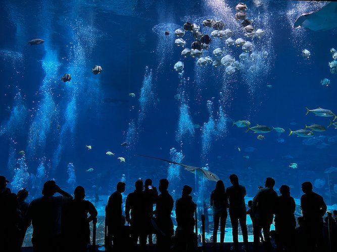 Georgia Aquarium